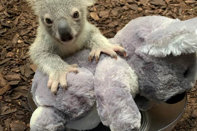 The UK's only koala joey - named Dameeli in tribute to its native homeland Australia.