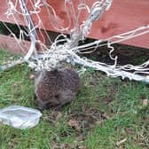 Hedgehog found trapped in netting picture: SSPCA