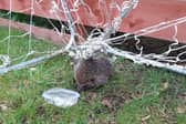 Hedgehog found trapped in netting picture: SSPCA
