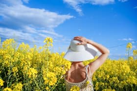 Background of a rear view of a woman with hat in a yellow flowers field. Spring and summer landscape. Pic: Iban Riu/Adobe