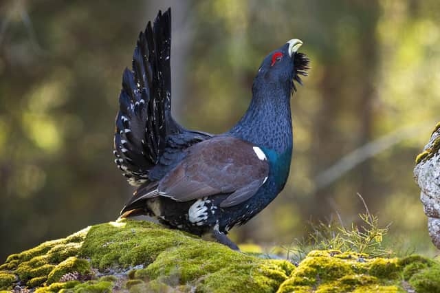 Scotland’s western capercaillie population has already been lost