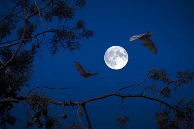When we think of Bats and Halloween today we inevitably think about the folklore of Vampires and the ability of these creatures to turn into Bats. However, Bats' association to Halloween is also due to the large bonfires that were lit during Samhain, these massive flames would attract bugs and Bats - being insectivores - would flock to the area to take advantage of this and devour the insects. This would occur every year which is why Bats became associated with the celebration.
