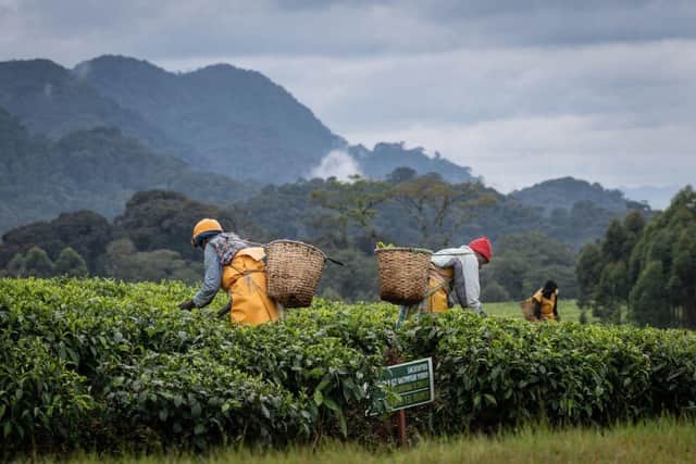 Farmers pick tea leaves in a tea plantation in Gisakura, southwestern Rwanda.
