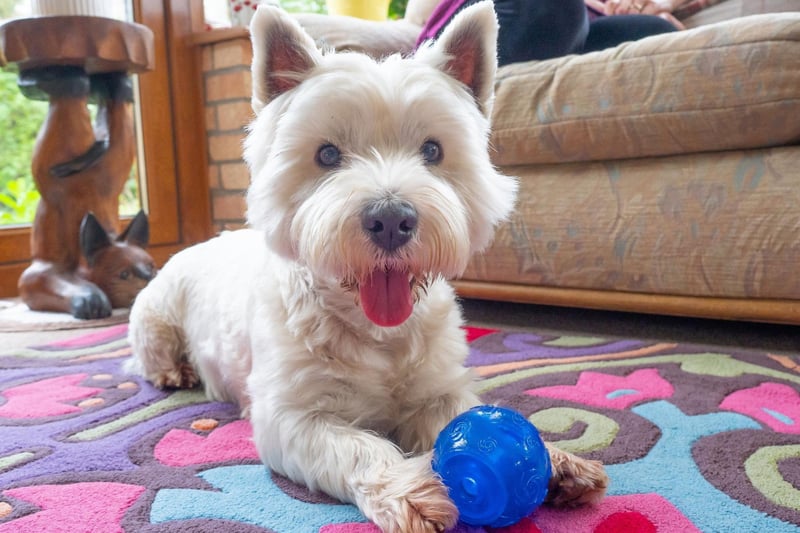 The Westie's instantly-recognisable looks have made it a favourite for films, television series and advert. They are the face of Cesar dog food and Black & White Scotch whisky, have screen credits in films including The 'The Adventures of Greyfriars Bobby', 'Lethal Weapon 3', 'The Departed', 'Game Night' and 'Widows', and have appeared on the small screen in 'Hamish Macbeth', 'King of the Hill' and 'Jeeves & Wooster'.