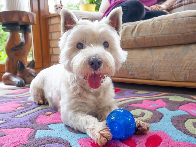 The Westie's instantly-recognisable looks have made it a favourite for films, television series and advert. They are the face of Cesar dog food and Black & White Scotch whisky, have screen credits in films including The 'The Adventures of Greyfriars Bobby', 'Lethal Weapon 3', 'The Departed', 'Game Night' and 'Widows', and have appeared on the small screen in 'Hamish Macbeth', 'King of the Hill' and 'Jeeves & Wooster'.