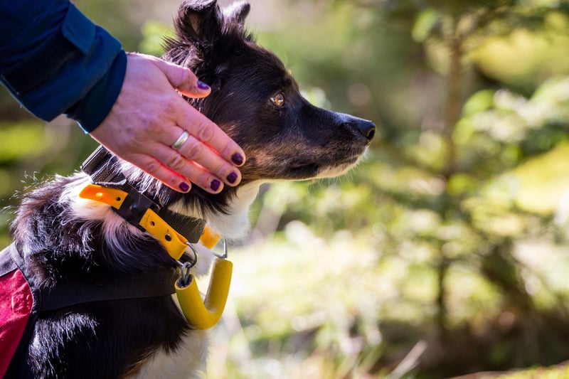 Although they are better known for their animal herding talents, the Border Collie's extreme intelligence and dedication to any task it's given, also makes them fine search and rescue dogs.