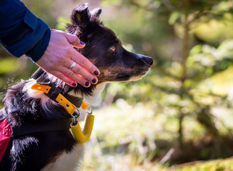 Although they are better known for their animal herding talents, the Border Collie's extreme intelligence and dedication to any task it's given, also makes them fine search and rescue dogs.