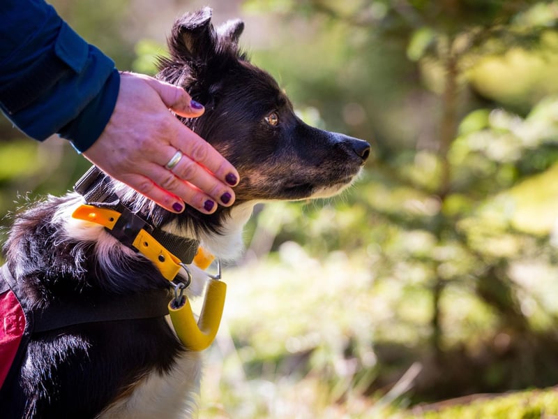 Although they are better known for their animal herding talents, the Border Collie's extreme intelligence and dedication to any task it's given, also makes them fine search and rescue dogs.