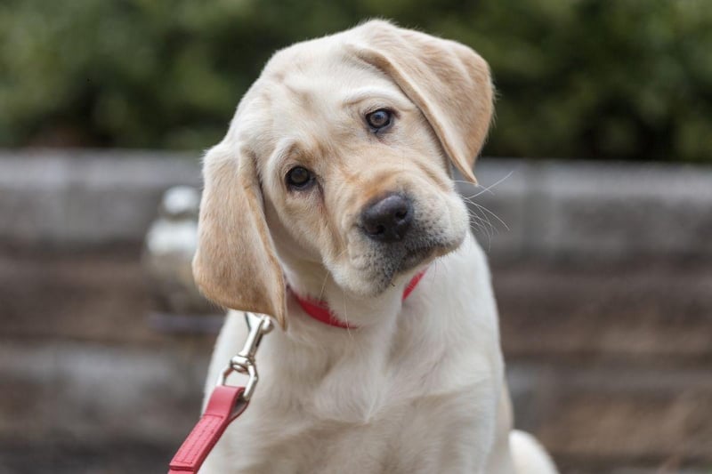 A combination of a large frame, genetic predisposition and weight distribution mean that lovable Labrador Retrievers commonly develop hip dysplasia. Symptoms of the condition include walking with a limp, lack of interest in exercise, reluctance to climb stairs, and a clicking sound when walking.