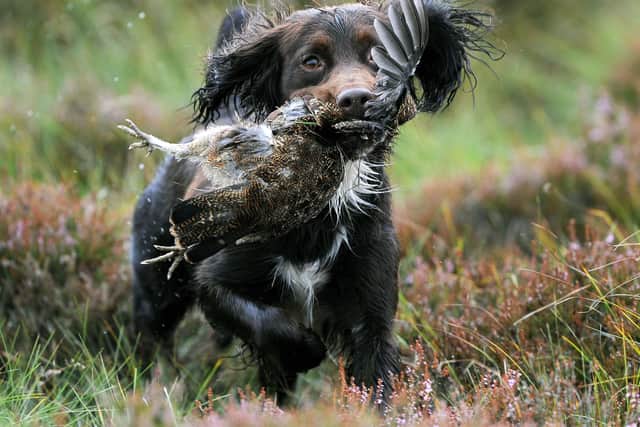 A springer spaniel retrieves a grouse shot on Moorland near Bentham in North Yorkshire, during the Glorious 12th, which traditionally signals the start of the grouse shooting season.