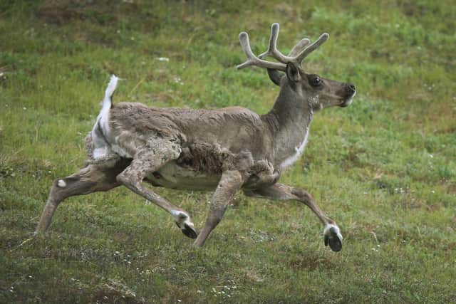 Climate change is causing serious problems for caribou in Kangerlussuaq, Greenland (Picture: Joe Raedle/Getty Images)