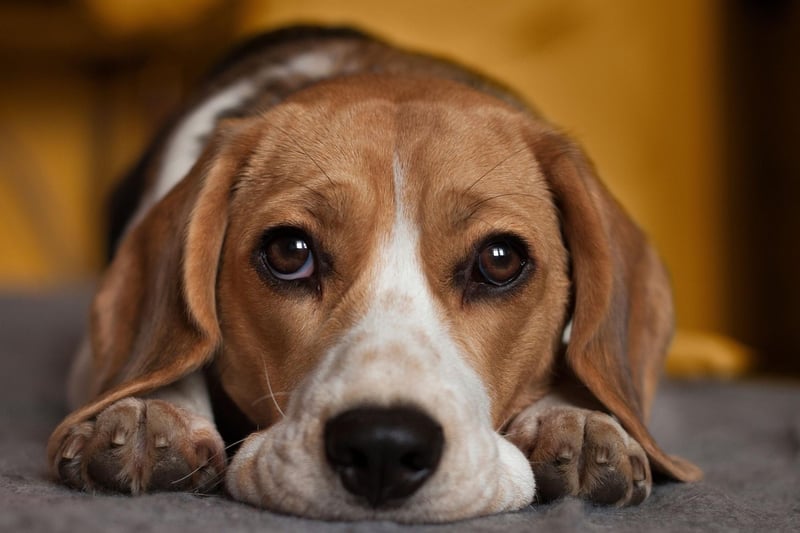 The Beagle's long, velvety ears aren't just adorable - they serve an important purpose. When they are sniffing out prey, the ears create currents that stir up scents and direct them to their sensitive nose.