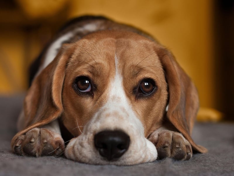 The Beagle's long, velvety ears aren't just adorable - they serve an important purpose. When they are sniffing out prey, the ears create currents that stir up scents and direct them to their sensitive nose.