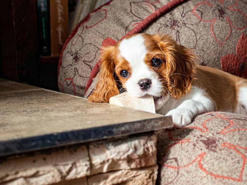 The gentle and affectionate Cavalier King Charles Spaniel can expect to live for an average of 10.45 years.