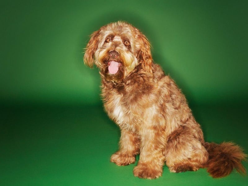 Thankfully the Otterhound is no longer used to hunt the cute aquatic mammals from which they got their name. When they did though, they were greatly assisted in their task by having the same webbed feet as their prey.