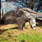 The four-month old animal, born at the Royal Zoological Society of Scotland’s Edinburgh Zoo, has been called Zeferino, a Portuguese word meaning “West wind”.
