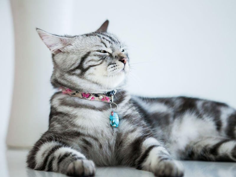 The adaptable, most commonly seen 'shorthair' is fond of love, and attention. They often love to be held, though they won't demand it, unlike other breeds.