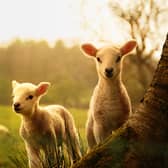 Lambs are most likely to be born in spring, when food supply is high (Picture: Shutterstock)
