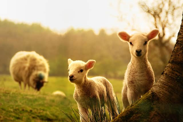 Lambs are most likely to be born in spring, when food supply is high (Picture: Shutterstock)