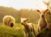 Lambs are most likely to be born in spring, when food supply is high (Picture: Shutterstock)