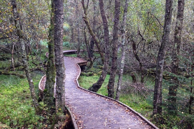 With around 50,000 acres of woodland, there's no shortage of trees to look at in Queen Elizabeth Forest Park, on the banks of Loch Lomond, near Aberfoyle. Look out for buzzards, peregrine falcons, deer and red squirrels while enjoying spectacular views.