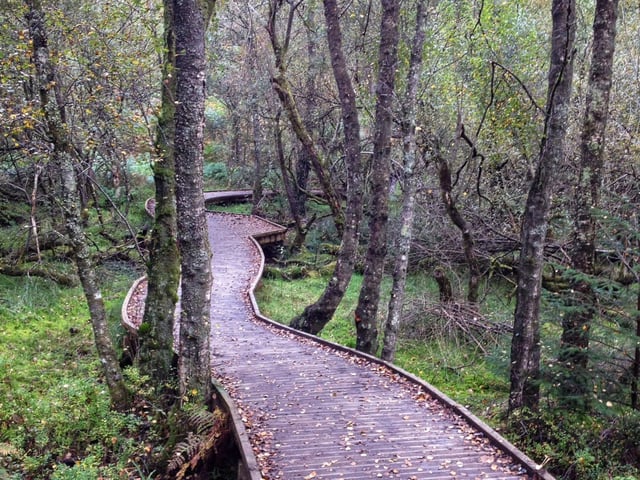 With around 50,000 acres of woodland, there's no shortage of trees to look at in Queen Elizabeth Forest Park, on the banks of Loch Lomond, near Aberfoyle. Look out for buzzards, peregrine falcons, deer and red squirrels while enjoying spectacular views.
