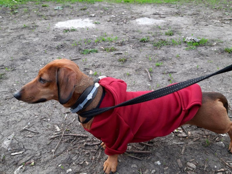 There's a reason why you often see Dachshunds in colourful winter attire - their short coats and tiny stature mean they hate the cold. Their short legs are also pretty unhelpful when it comes to anything more than a light smattering of snow.