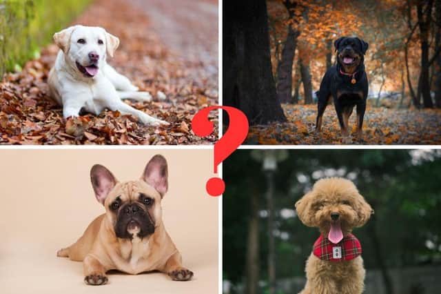 What personality type is your dog?