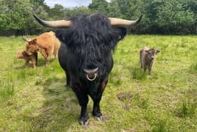Bull Angus keeps guard over the herd