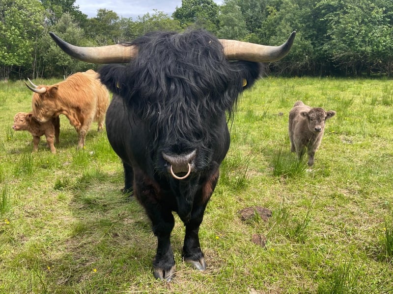 Bull Angus keeps guard over the herd