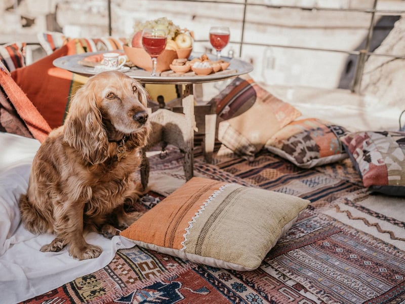 The 'Cocker' part of the Cocker Spaniel's name refers to the reason they were originally bred in the UK - to hunt woodcock. They were then exported to the US to hunt the American woodcock, bred to have slightly different attributes to enable it to specialise in tracking down the different type of bird.