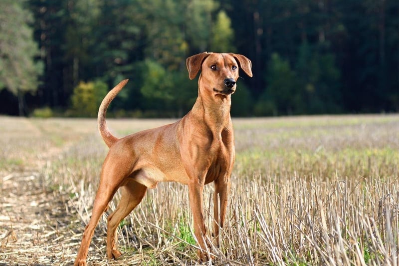 German Pinschers are not known for any breed-specific health conditions, other than the usual eye and hip complaints later in life. Regular excercise and proper care should lead to a long and healthy doggy life.
