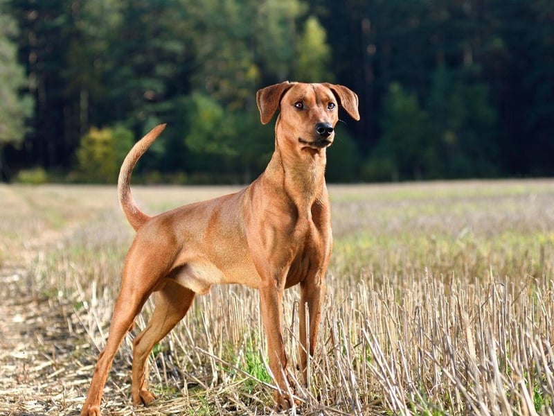 German Pinschers are not known for any breed-specific health conditions, other than the usual eye and hip complaints later in life. Regular excercise and proper care should lead to a long and healthy doggy life.