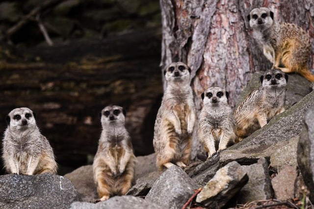 Meerkats await the arrival of members of the public in Edinburgh Zoo as it opens for the first time following the easing of Scottish Governments lockdown restrictions on June 2020.