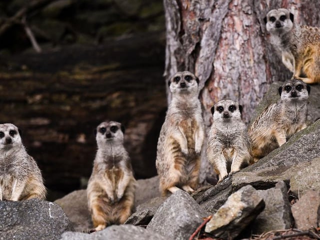 Meerkats await the arrival of members of the public in Edinburgh Zoo as it opens for the first time following the easing of Scottish Governments lockdown restrictions on June 2020.