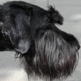 The phrase 'it's a dog-eat-dog world' is a corruption of an old Latin that 'a dog does not eat a dog' and curiosity doesn't have to kill the cat (Picture: Peter Endig/DPA/AFP via Getty Images)