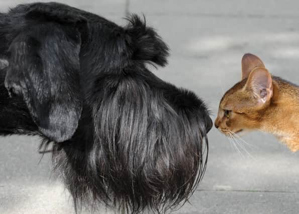 The phrase 'it's a dog-eat-dog world' is a corruption of an old Latin that 'a dog does not eat a dog' and curiosity doesn't have to kill the cat (Picture: Peter Endig/DPA/AFP via Getty Images)