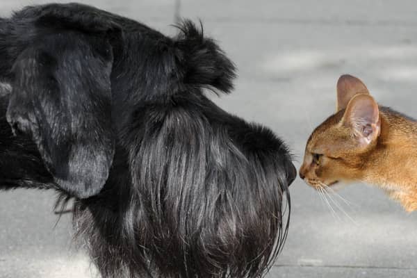 The phrase 'it's a dog-eat-dog world' is a corruption of an old Latin that 'a dog does not eat a dog' and curiosity doesn't have to kill the cat (Picture: Peter Endig/DPA/AFP via Getty Images)