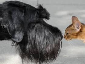 The phrase 'it's a dog-eat-dog world' is a corruption of an old Latin that 'a dog does not eat a dog' and curiosity doesn't have to kill the cat (Picture: Peter Endig/DPA/AFP via Getty Images)