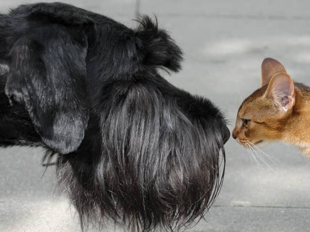 The phrase 'it's a dog-eat-dog world' is a corruption of an old Latin that 'a dog does not eat a dog' and curiosity doesn't have to kill the cat (Picture: Peter Endig/DPA/AFP via Getty Images)