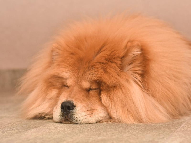 You'll struggle to find a more loyal dog than the magnificent Chow Chow. This dedication means they'd rather not share their owners with any other dog.
