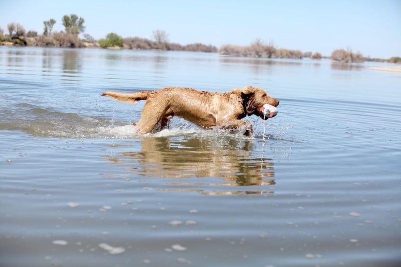 Chesapeake Bay Retriever, often known as 'Chessies', have an oily double-coat that retains heat and is water-resistant - perfect for long swims in cold water. They can happily spend hours in the sea, a lake or a river.