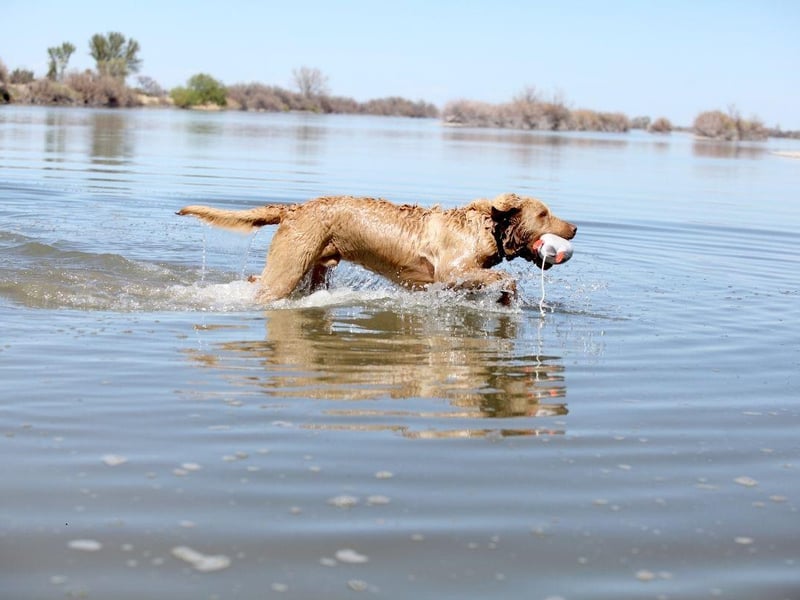 Chesapeake Bay Retriever, often known as 'Chessies', have an oily double-coat that retains heat and is water-resistant - perfect for long swims in cold water. They can happily spend hours in the sea, a lake or a river.