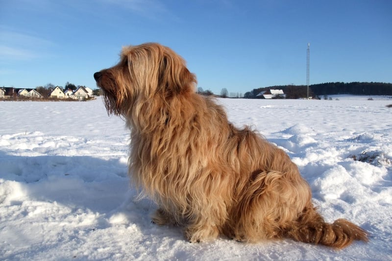 If it’s too cold outside for your four-legged friend, there are some indoor games you could try to get them moving. Here are a few ideas.