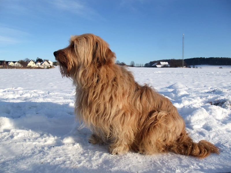 If it’s too cold outside for your four-legged friend, there are some indoor games you could try to get them moving. Here are a few ideas.