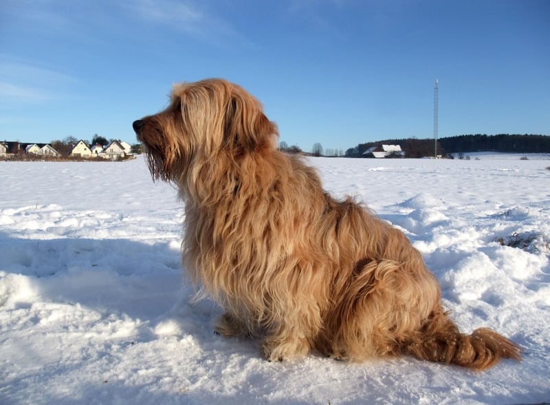 If it’s too cold outside for your four-legged friend, there are some indoor games you could try to get them moving. Here are a few ideas.