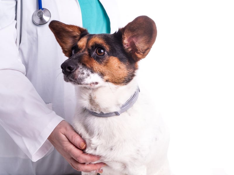 Another change of behaviour that should be a warning sign is when a normally placid pet reacts aggressively for no apparent reason. It might be simply be that they are feeling pain in a spot they usually enjoy being patted, but it's worth asking the experts.