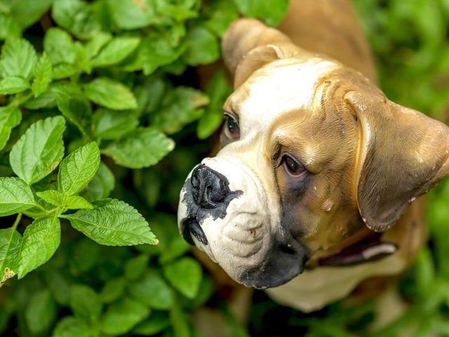 Think about your pet’s ‘path to grass’ on very hot days so that they don’t burn their paws on hot patios. To do this, add leafy plants to create shady spots along the route to your lawn.