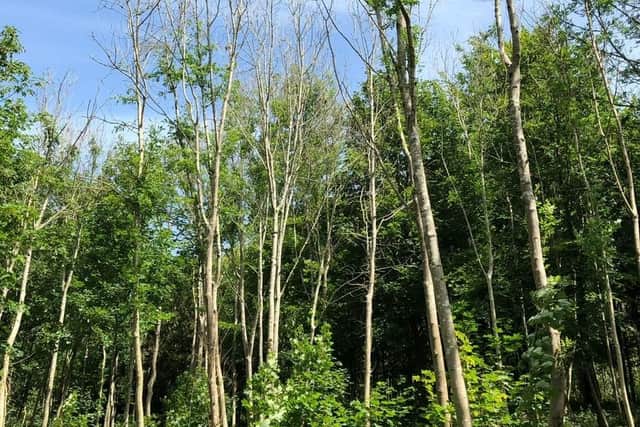 Ash Dieback Disease iss now regarded as the most significant tree disease to affect broadleaved trees in the UK in recent years