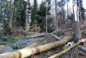 The Storm Arwen review set out 15 recommendations for the Scottish Government and its partners.